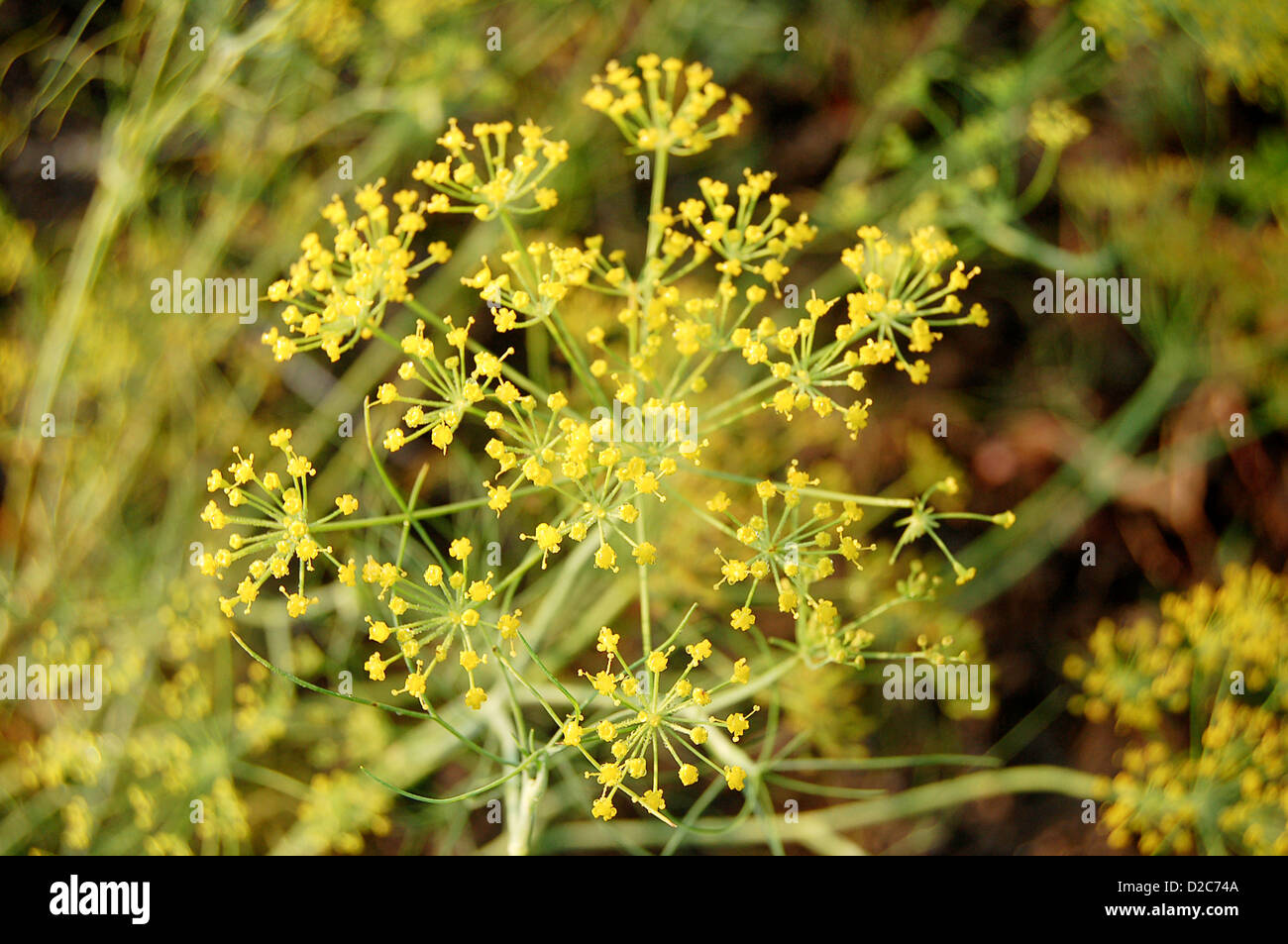 Fennel Landscape Stockfotos und bilder Kaufen Alamy