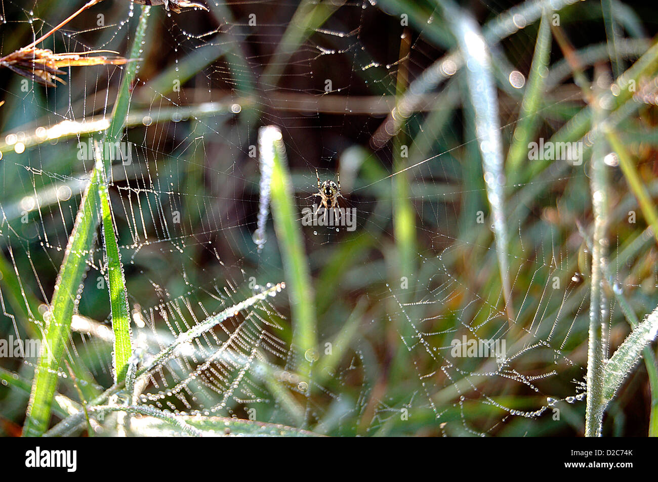 Spinnennetz mit Morgen Wasser Tau Stockfoto