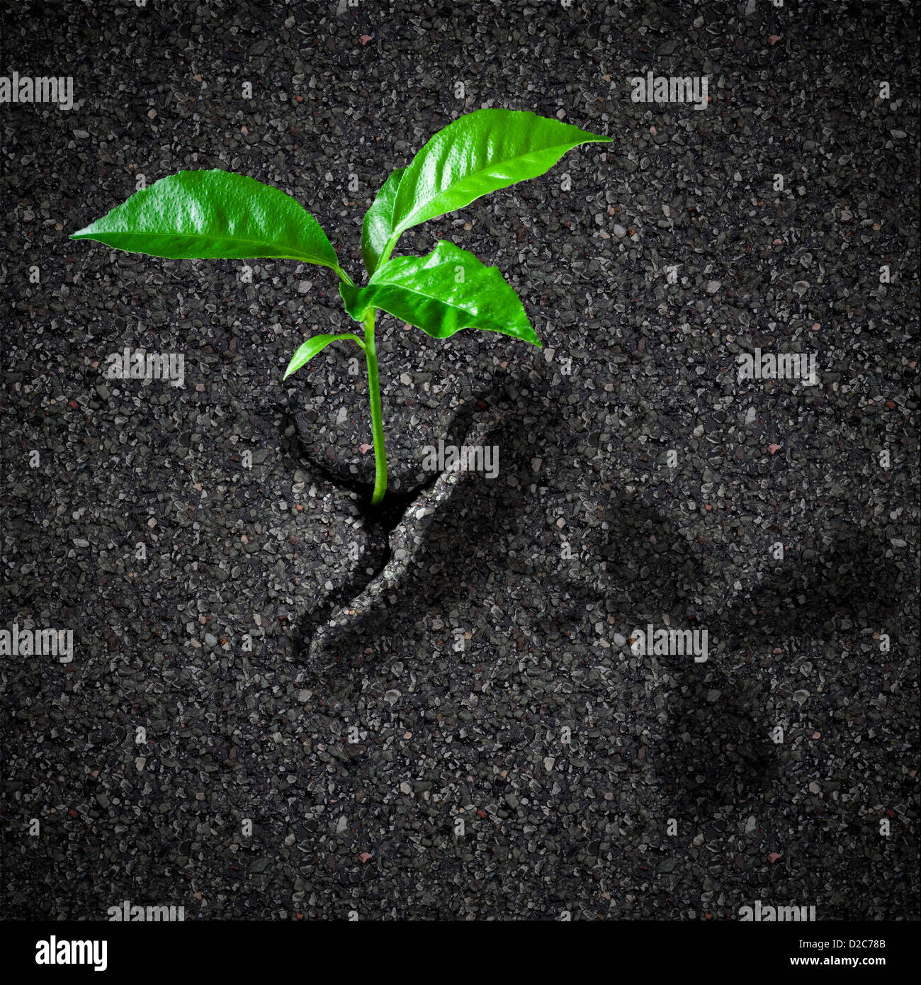 Sprout Pausen Asphalt Konzept Stockfoto