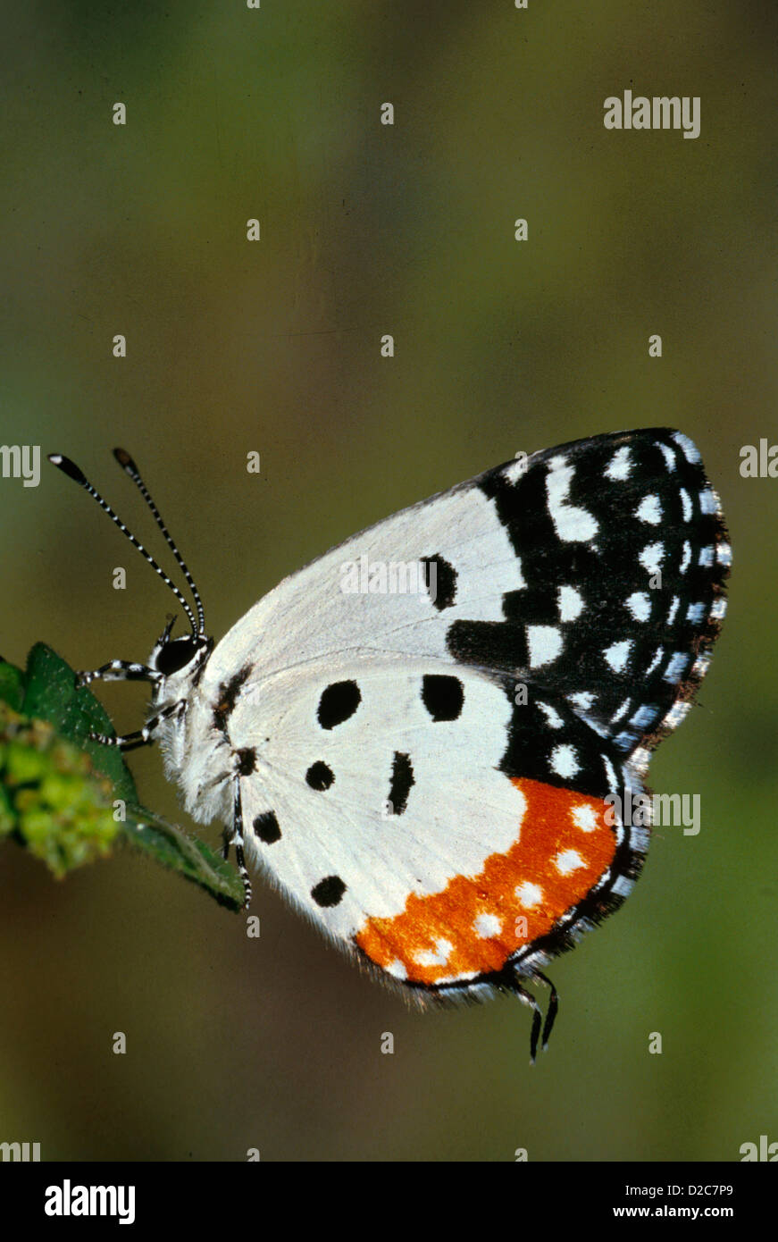 Rotes Pierrot Schmetterling Stockfoto