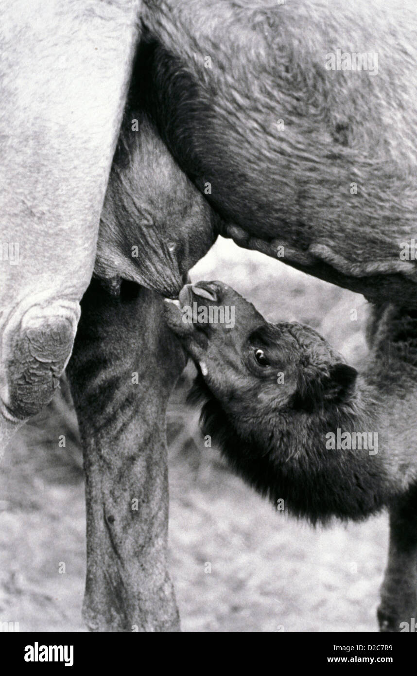 Indien. Baby Kamelhaar immer Milch von der Mutter Stockfoto Indien. Baby Kamelhaar immer Milch von der Mutter Stockfoto