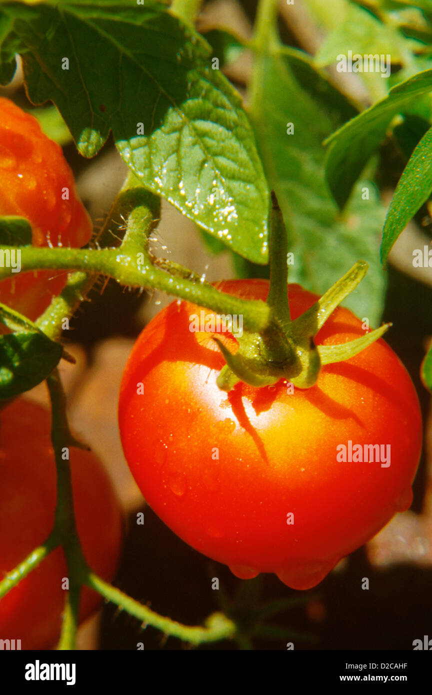 Tomaten auf Vine Stockfoto
