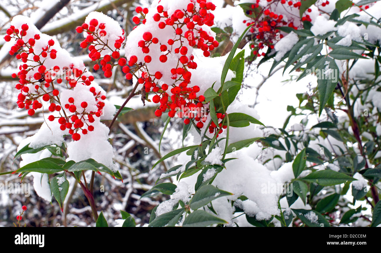 Winter-Beeren mit Schnee überzogen Stockfoto