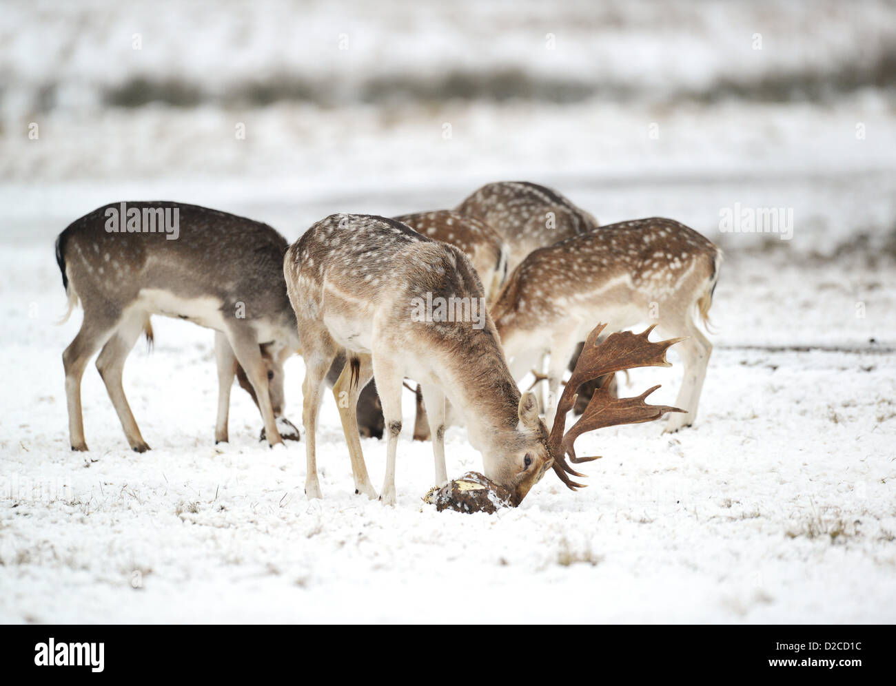 Damhirsche ernähren sich von Futterrüben von National Trust Wächter im Attingham Park in Shropshire UK vertrieben. Das Essen hilft die tierische Ernährung in den harten Wintermonaten zu ergänzen. Stockfoto