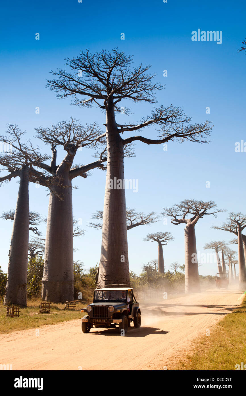 Madagaskar, Morondava, Allee der Baobabs, Allee des Baobabs, Auto fahren zwischen Baobab-Bäume Stockfoto