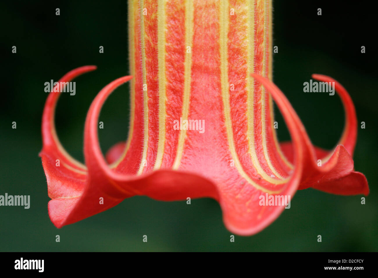 Eine Nahaufnahme von Datura SP. Blume in der Golden Bay. Stockfoto