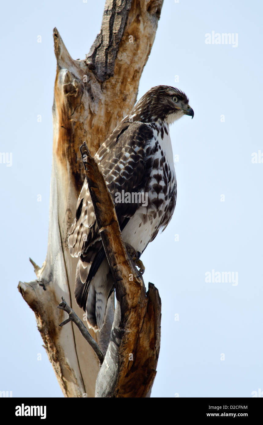 Juvenile rot - angebundener Falke, (Buteo Jamaicensis), Bosque del Apache National Wildlife Refuge, Socorro County, New Mexico, USA. Stockfoto