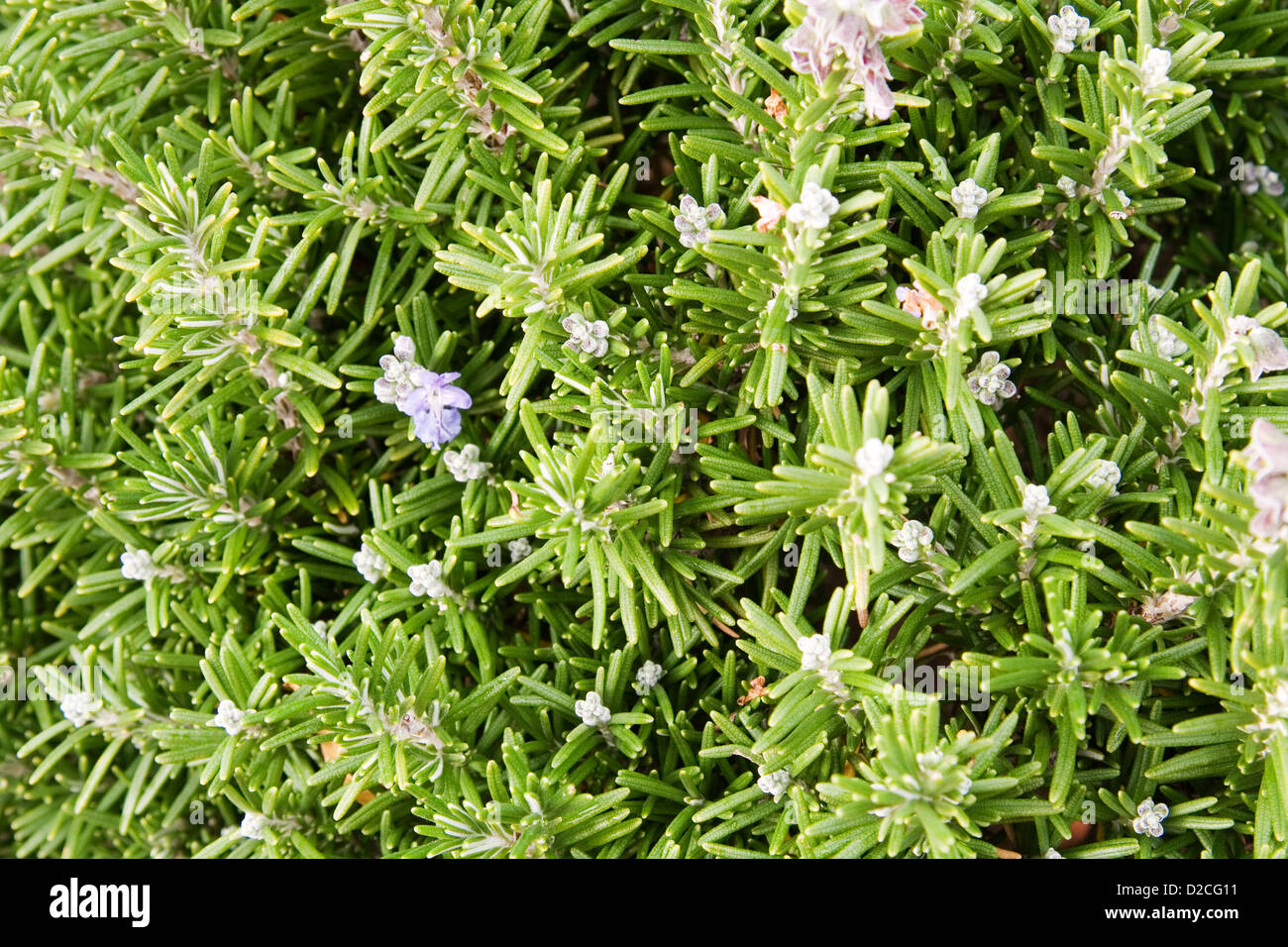 Rosmarin (Rosmarinus Officinalis) Pflanze mit Samen Stockfoto