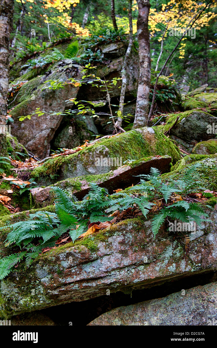 Granit und Farne, Acadia National Park, Maine, USA Stockfoto