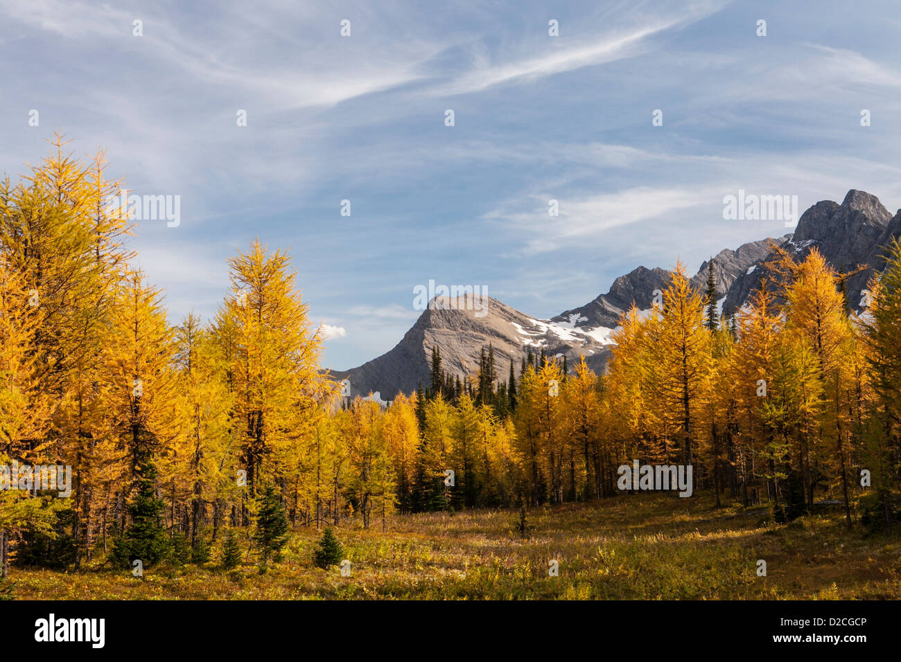 Lärchen zeigen ihre goldenen Nadeln im Herbst in der Nähe von Floe See, Kootenay National Park, kanadischen Rocky Mountains, British Columbia, Kanada. Stockfoto