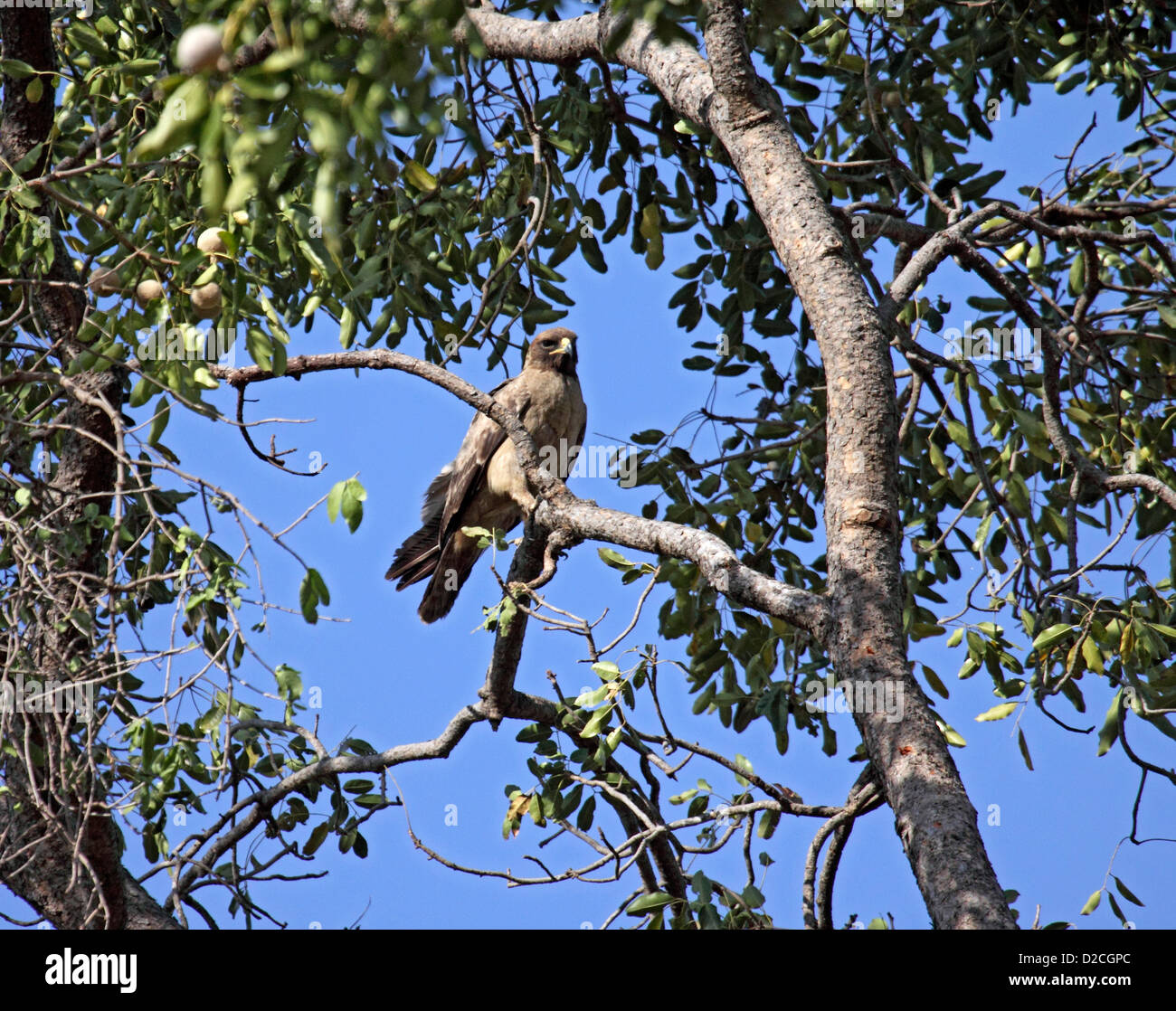 Zwergadler thront im Baum in gambia Stockfoto
