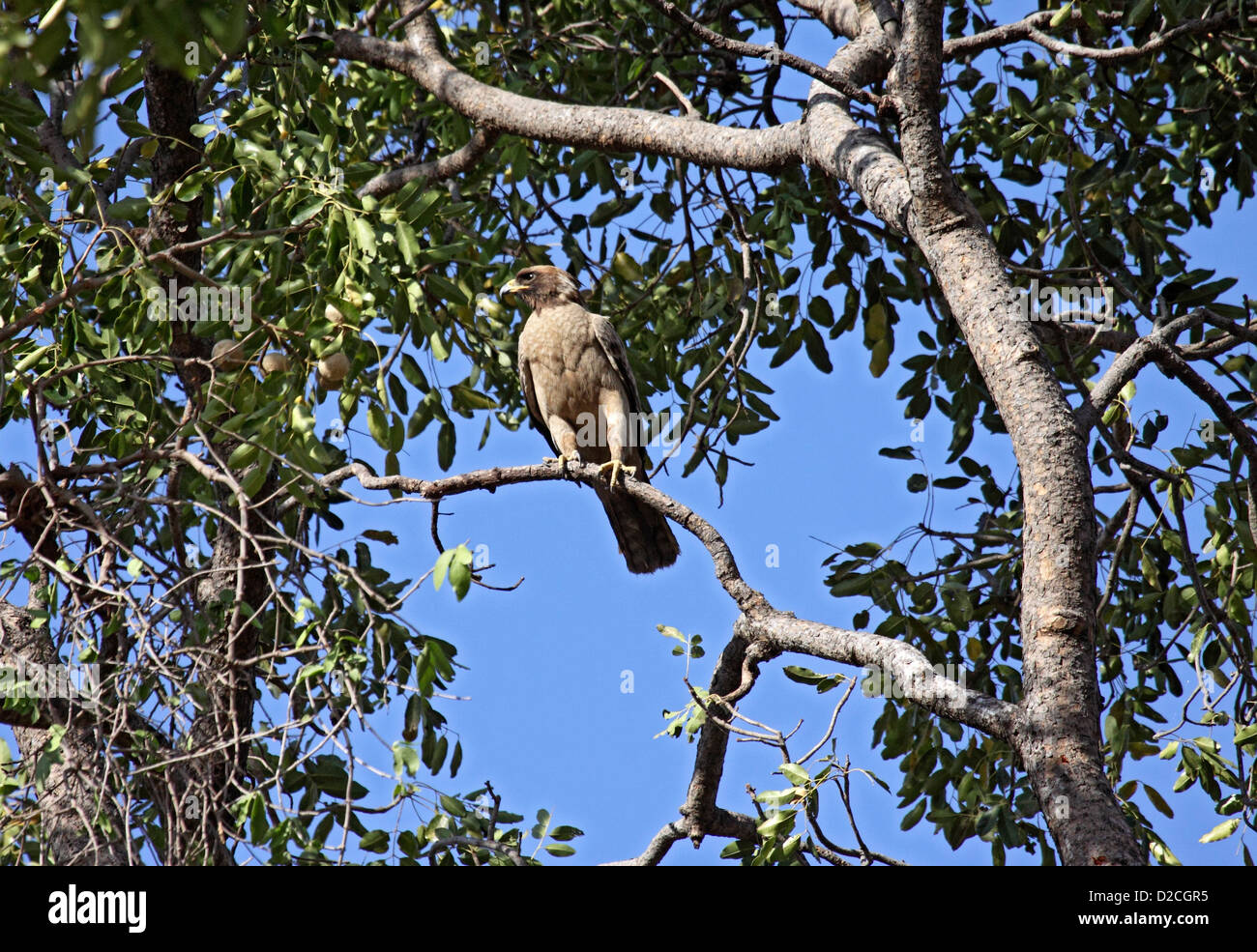 Zwergadler thront im Baum in gambia Stockfoto