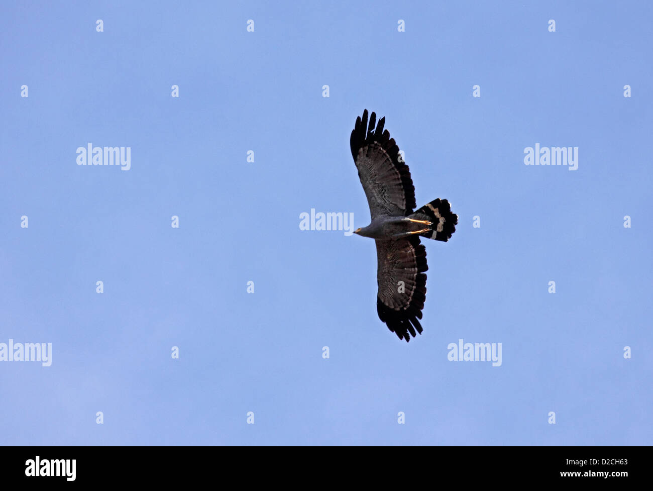 Afrikanische Harrier Falken im Flug in Gambia Stockfoto