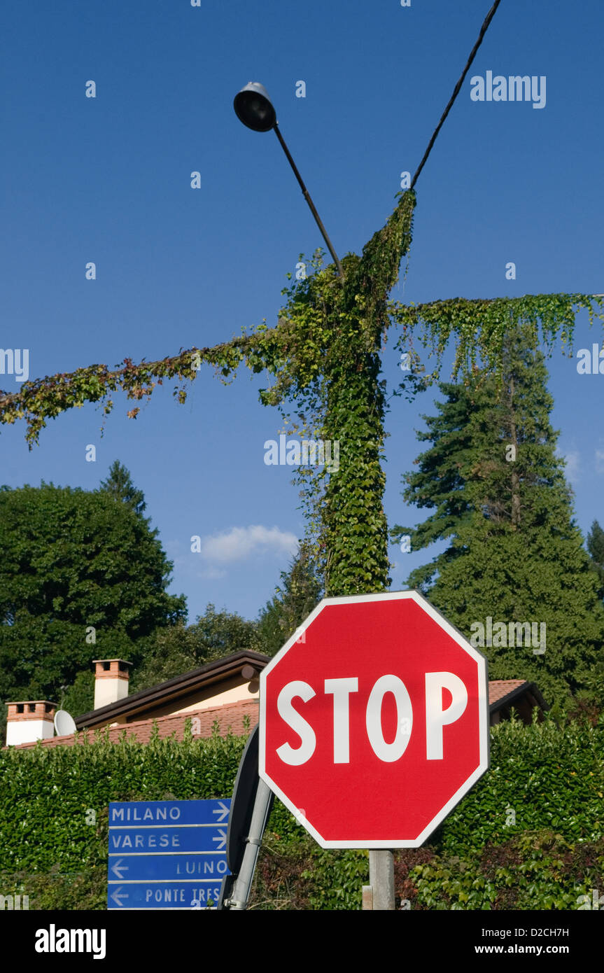 Stoppschild, Straßenlaterne und Klettervegetation am Laternenpfahl, Italien Stockfoto