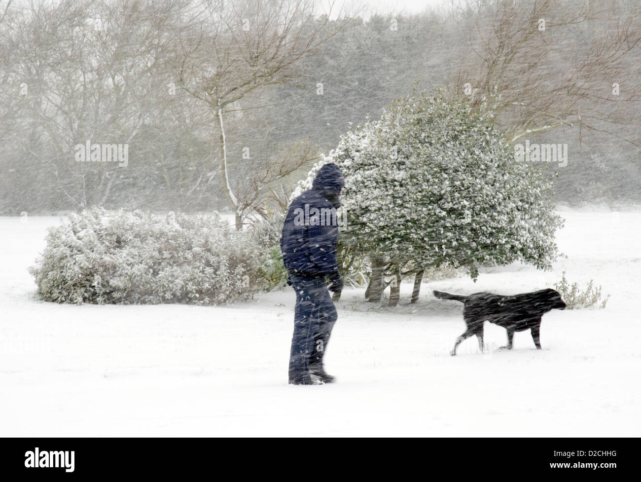 Mann mit Schnee bedeckt, während des Gehens eines Hunds in einem Schneesturm in einem Park. Stockfoto