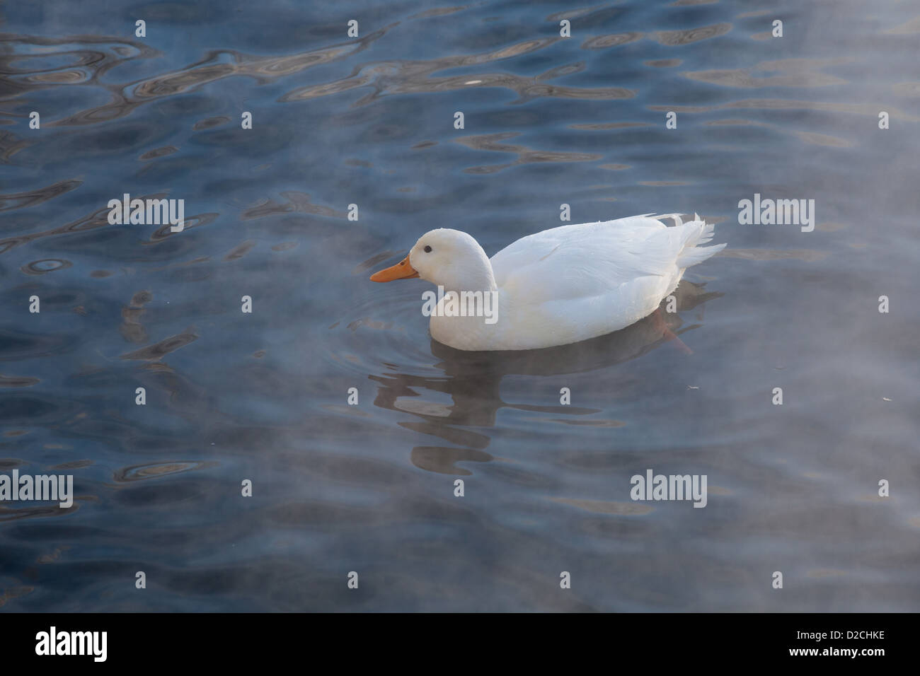 Albino-Ente schwimmt in White Lake. Schlosspark, Gattschina, Leningrad Oblast, Russland. Stockfoto