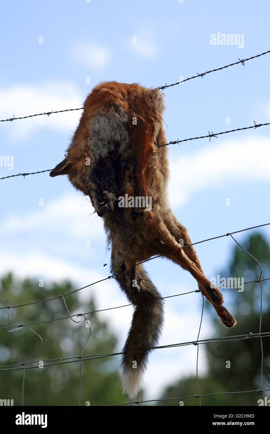 Fox-Haut hängt an einem Zaun in Korsika, Frankreich Stockfoto