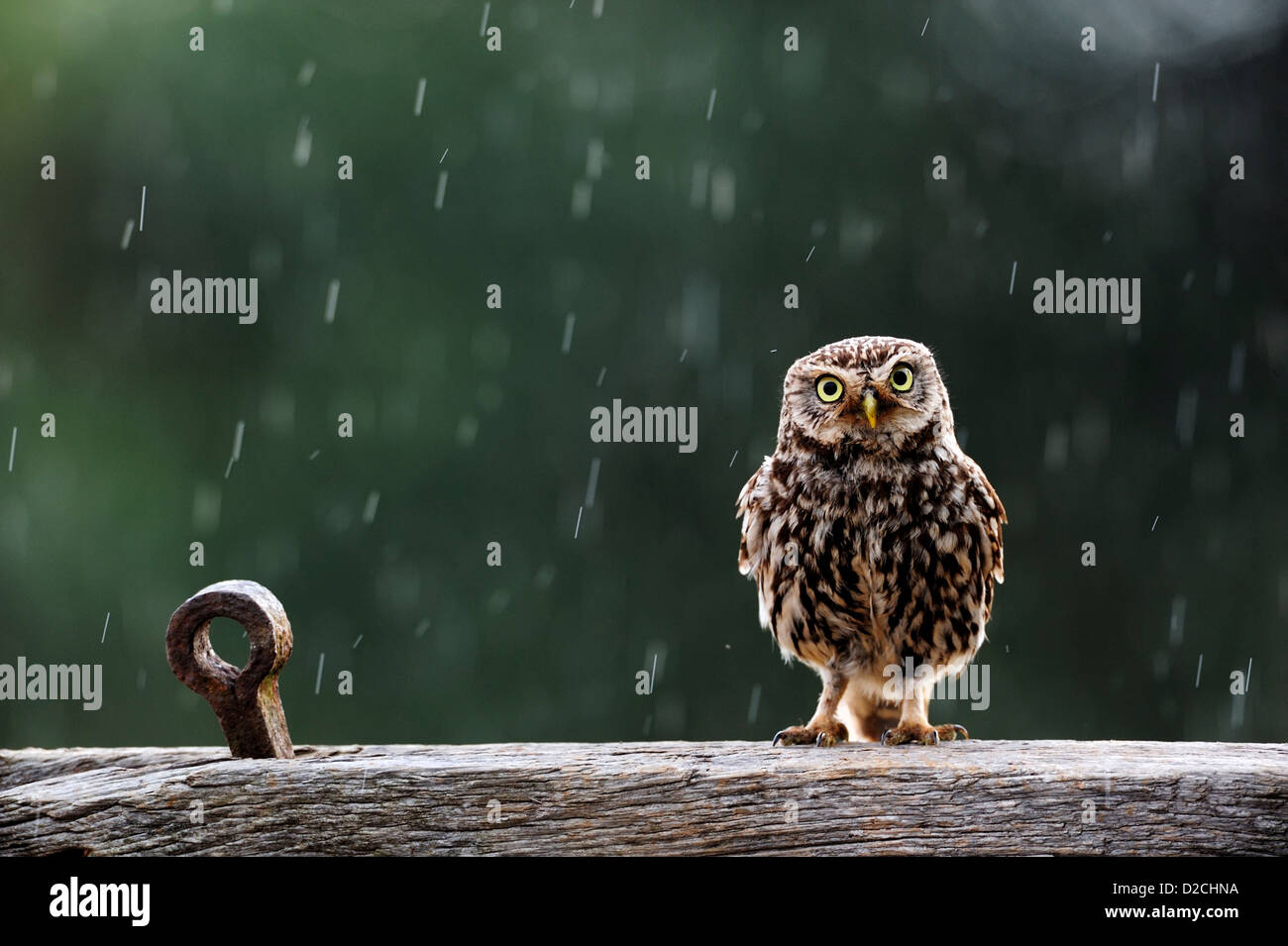 Steinkauz im Regen (Athene Noctua) Stockfoto