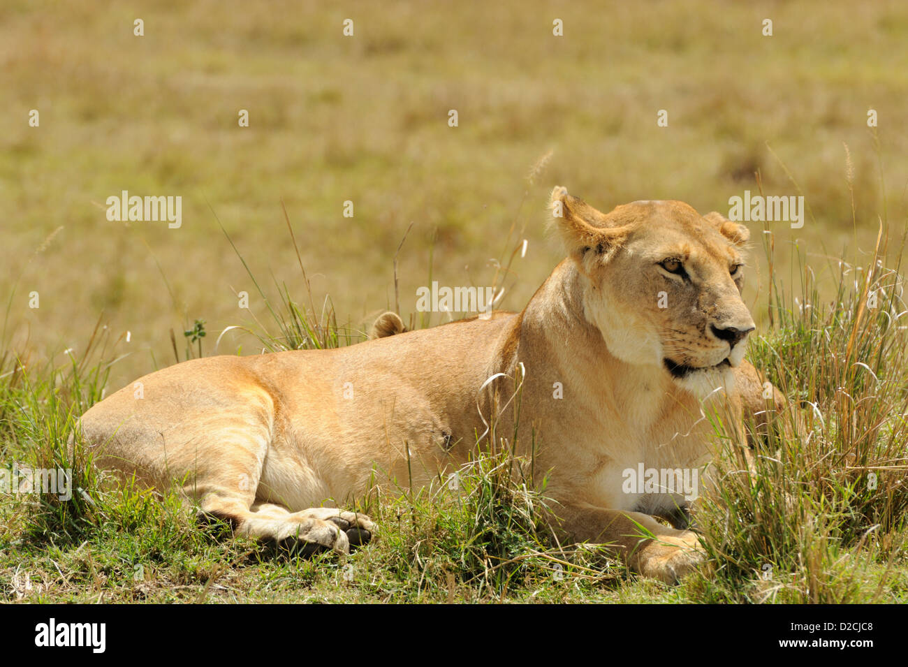 Eine Löwin entspannt Stockfoto