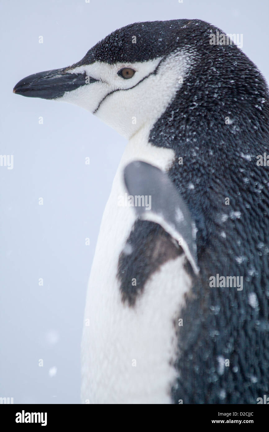 Pinguin Zügelpinguinen (Pygoscelis Antarcticus), Laurie Island, Antarktis Stockfoto