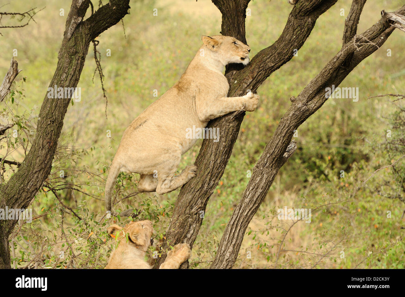 Zwei Löwenbabys üben Baumklettern Stockfoto