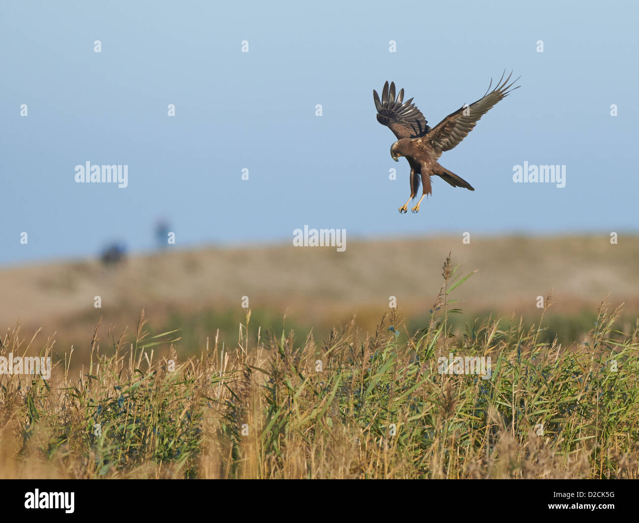 Rohrweihe im Flug Stockfoto