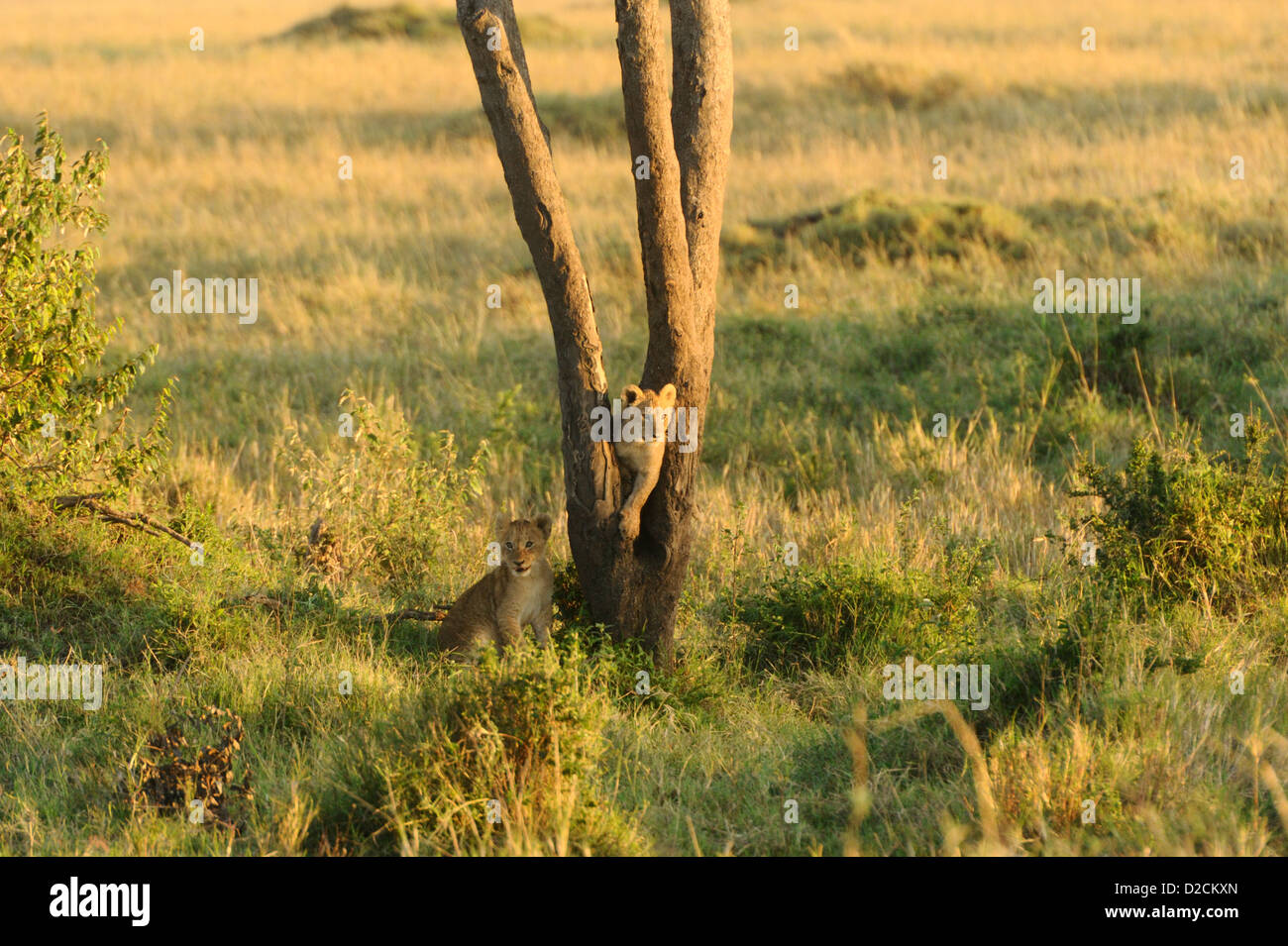 Zwei Löwenbabys spielen in einem gespaltenen Baum in der Maasai Mara Stockfoto
