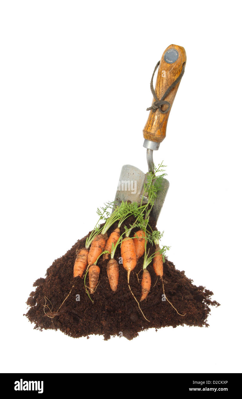 Frische Karotten auf einem Stapel des Bodens mit einem Garten Trowel isoliert gegen weiß Stockfoto