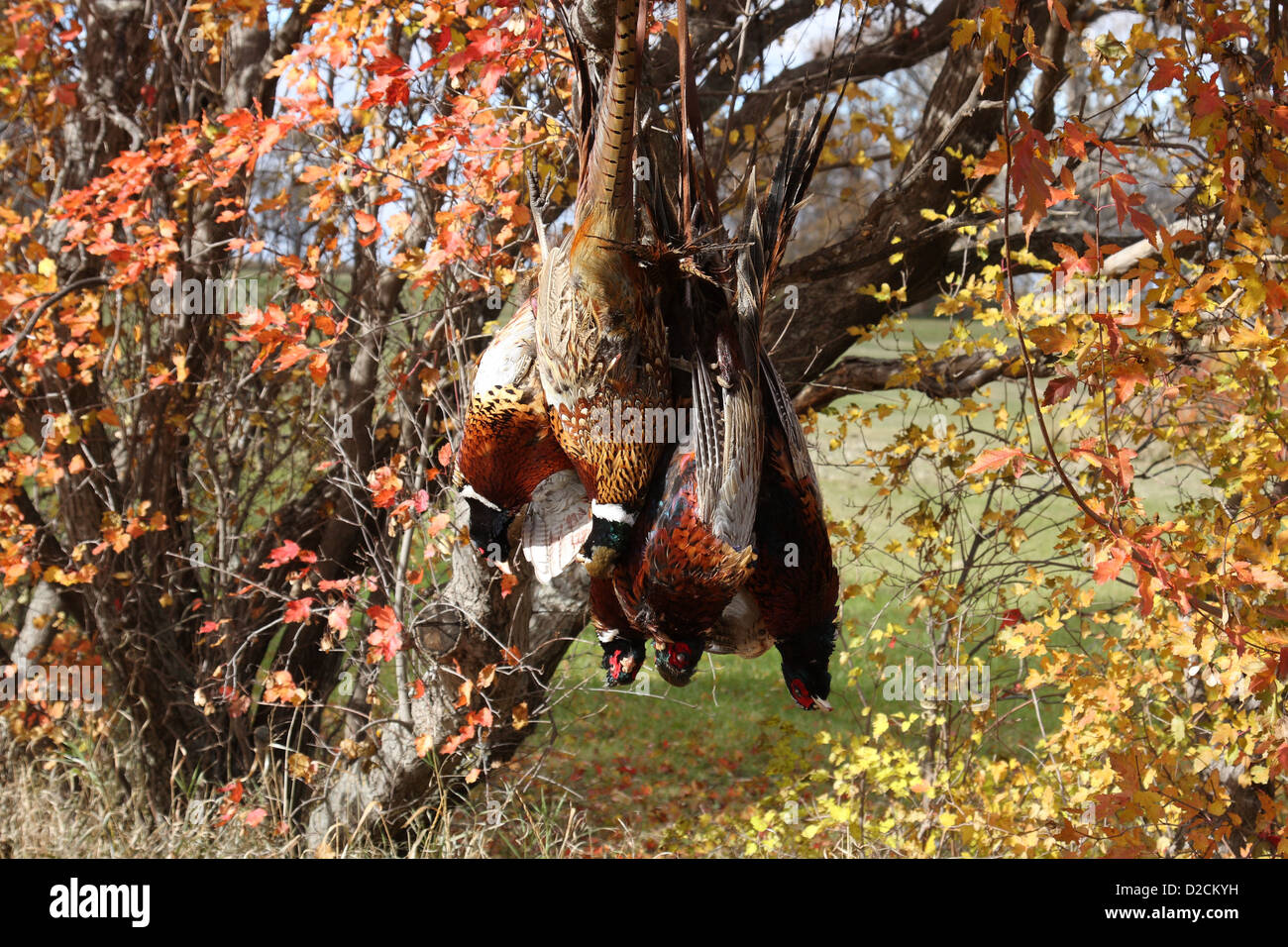 Ring – Necked Fasan mit Herbstfarben Stockfoto