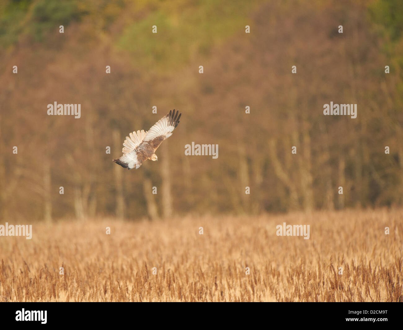 Rohrweihe im Flug Stockfoto