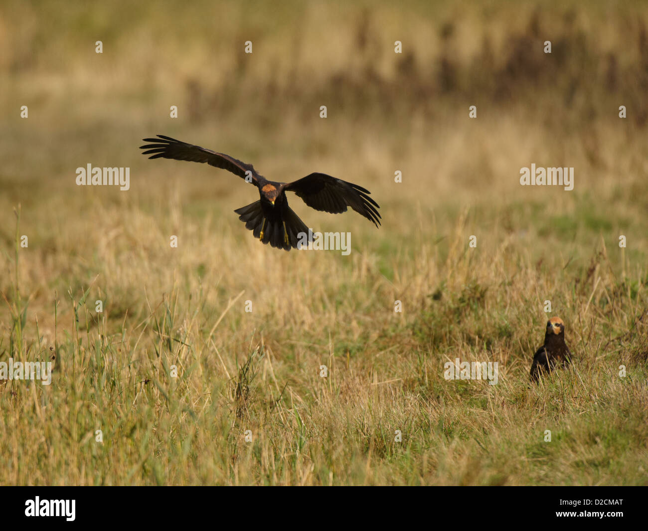 Rohrweihe im Flug Stockfoto