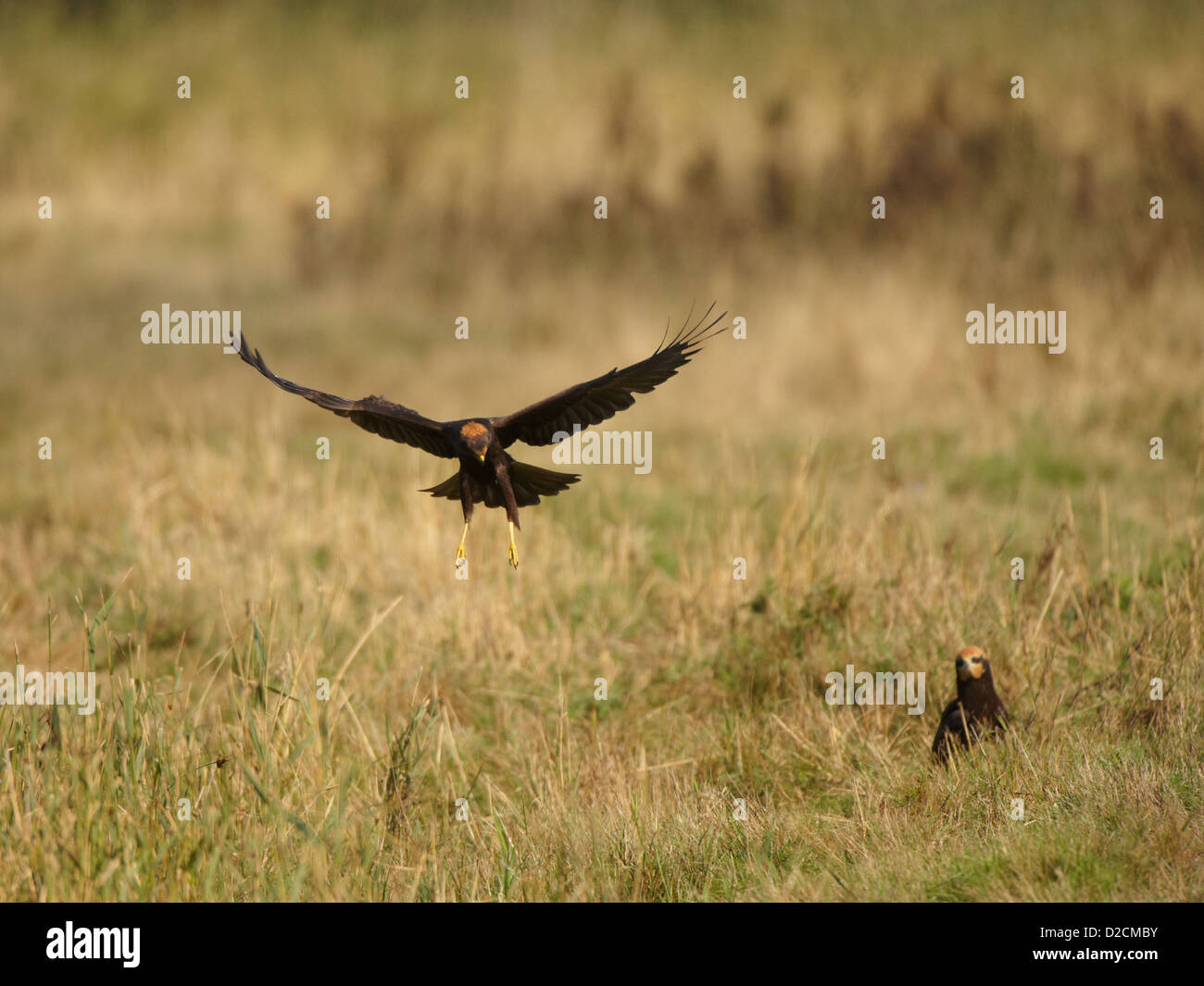 Rohrweihe im Flug Stockfoto