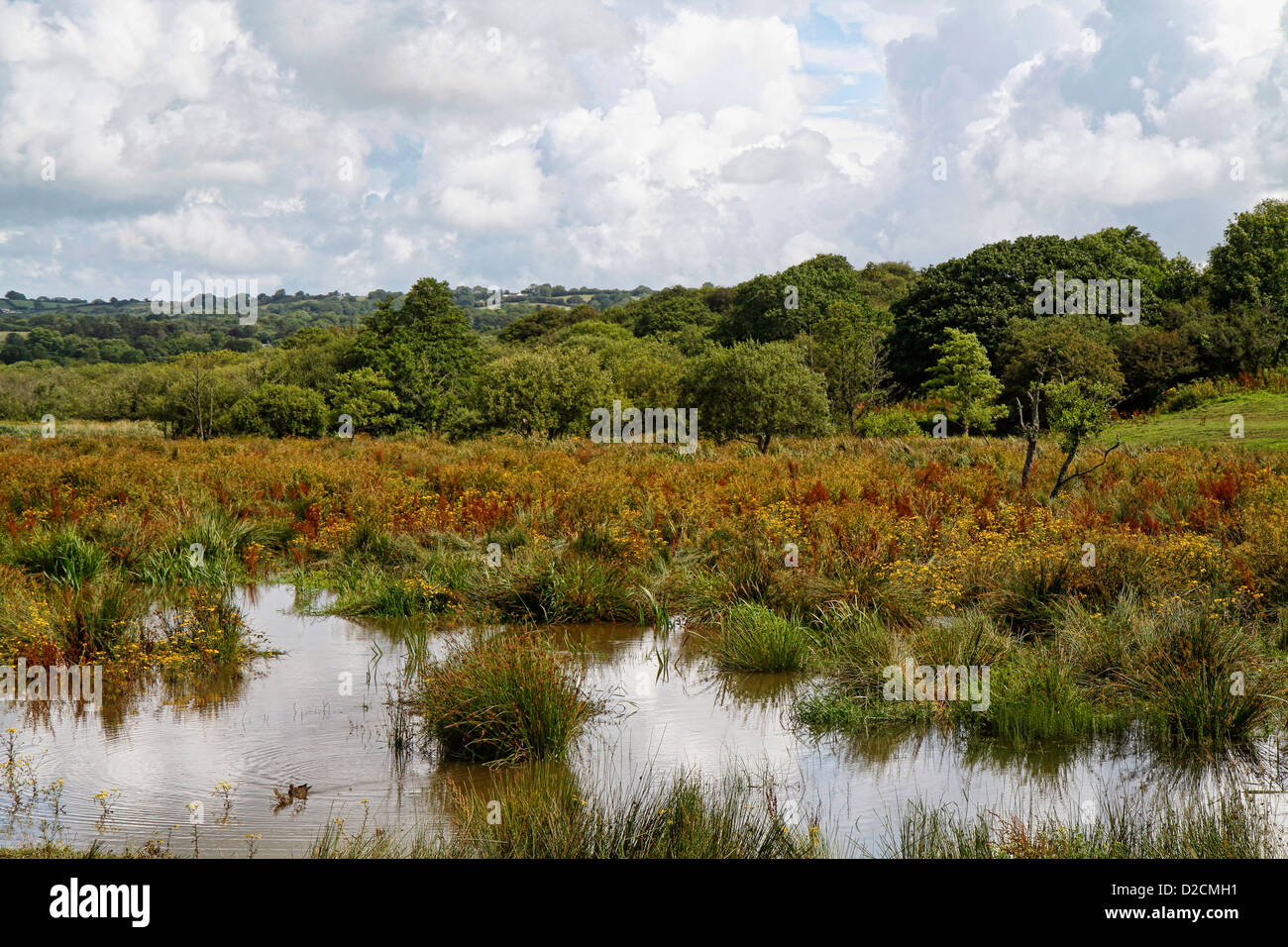 Teifi Sümpfen Naturschutzgebiet, Welsh Wildlife Centre, Cilgerran, Pembrokeshire, Wales, UK Stockfoto