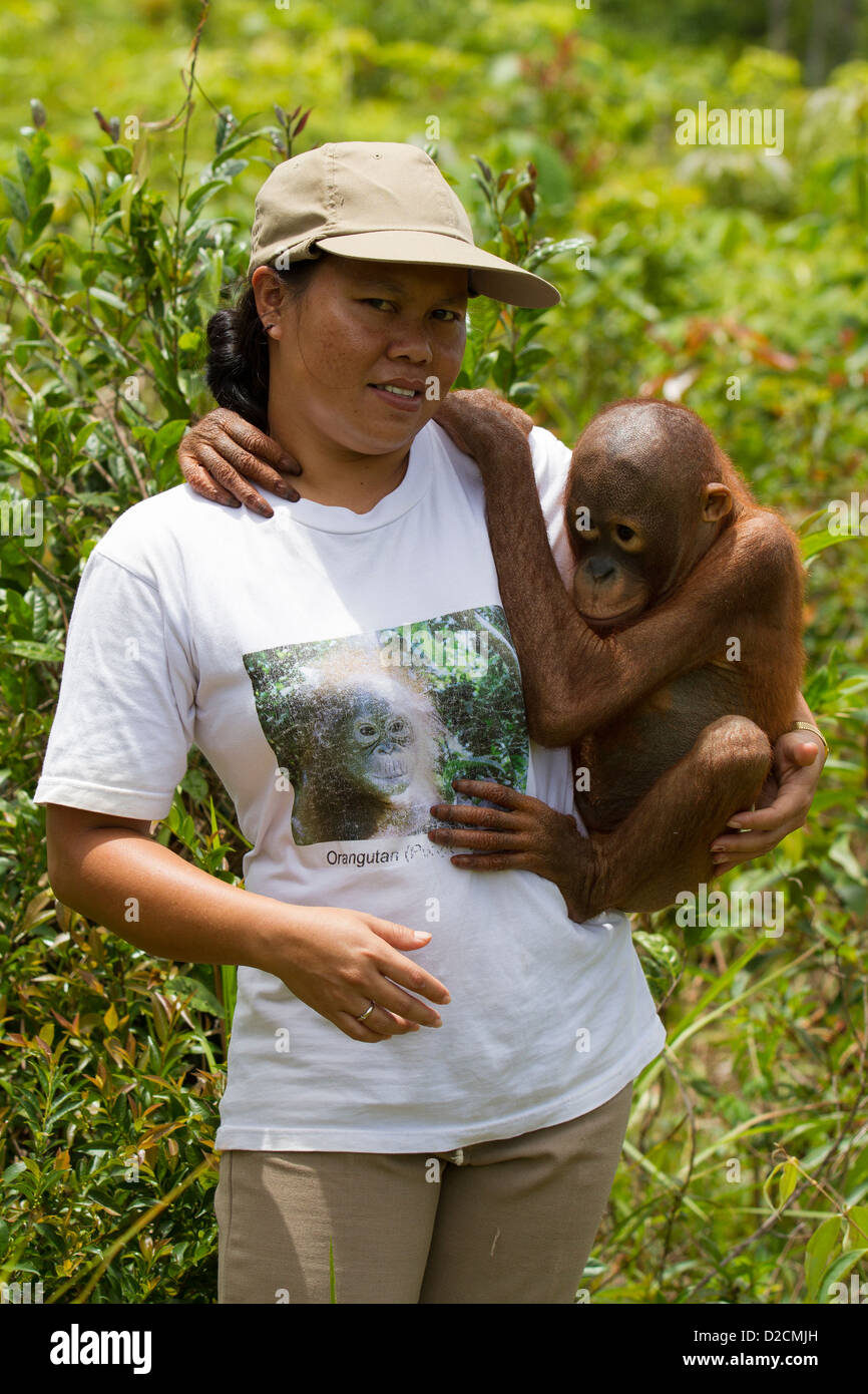 Orang-Utan (Pongo Pygmaeus) Hausmeister mit Kleinkind, Orangutan Care Center, Borneo, Indonesien Stockfoto