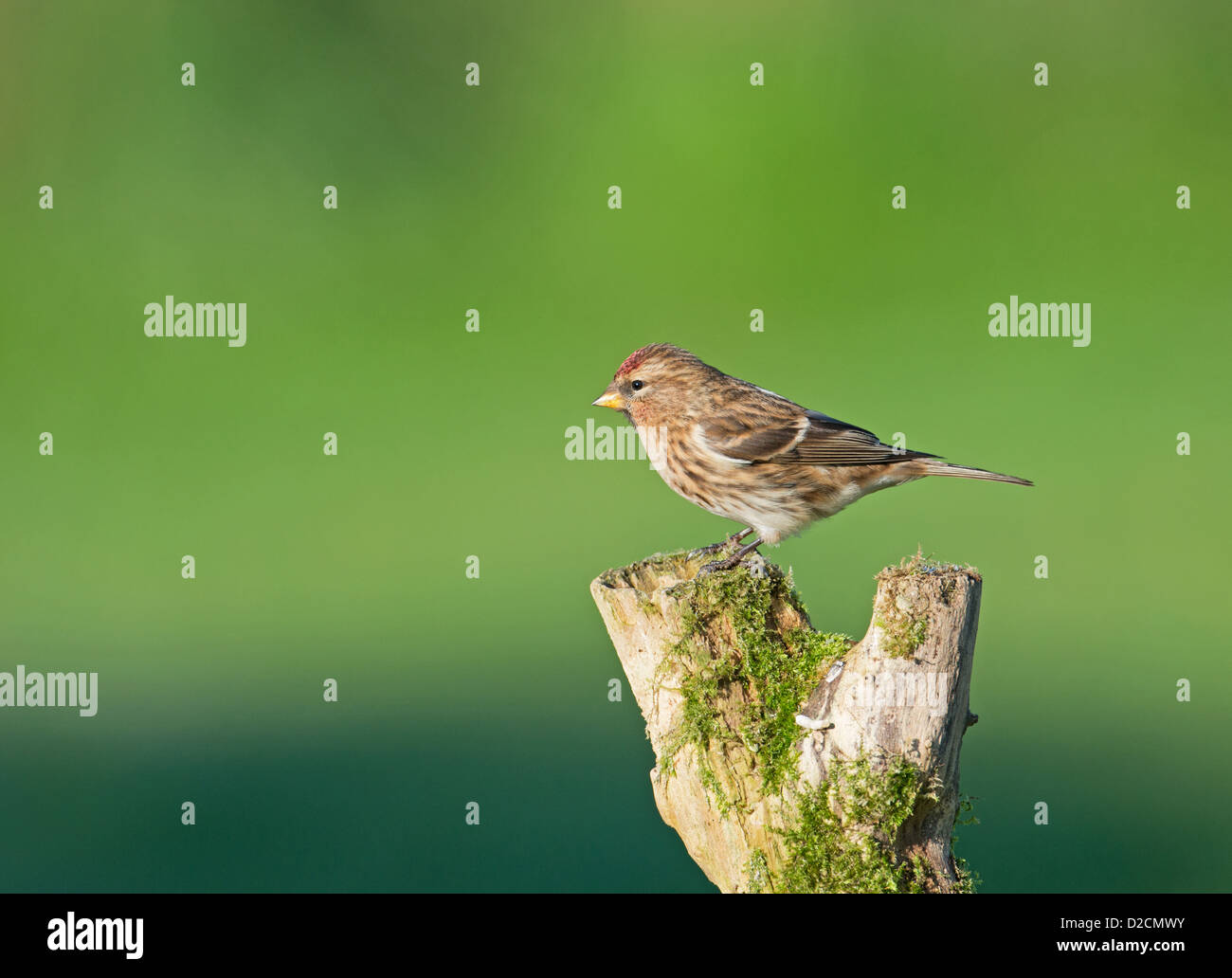 Weibliche weniger Redpoll. (Zuchtjahr Cabaret) Winter-Uk Stockfoto