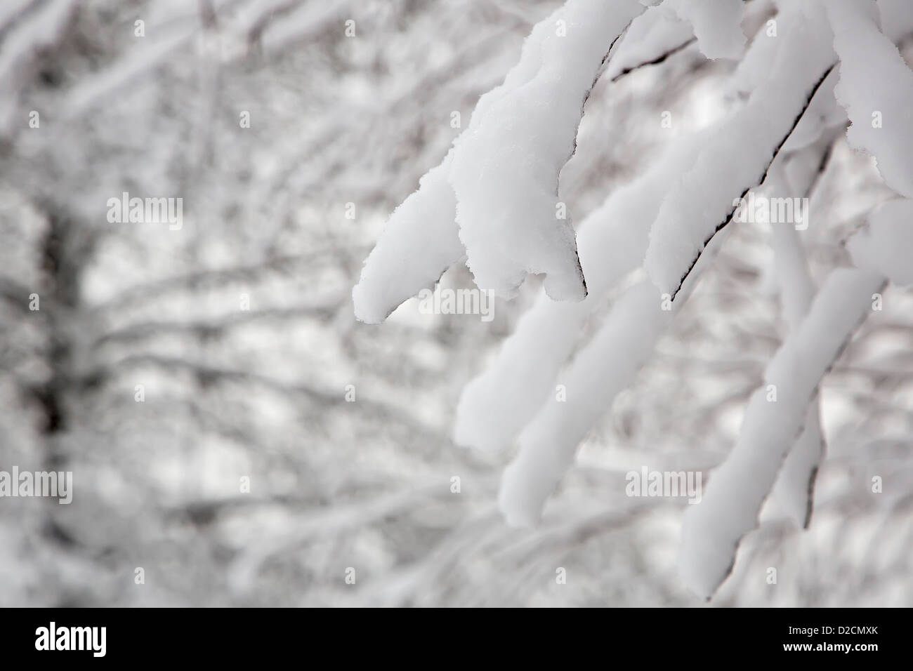Schnee beladenen Äste, UK Stockfoto