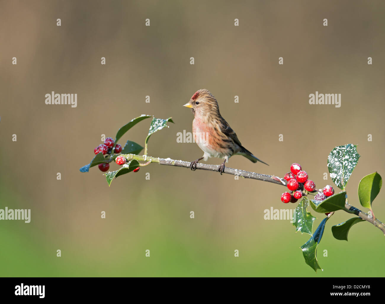 Männliche weniger Redpoll. (Zuchtjahr Cabaret) Thront auf schneebedeckten Holly Beeren. Winter. UK Stockfoto