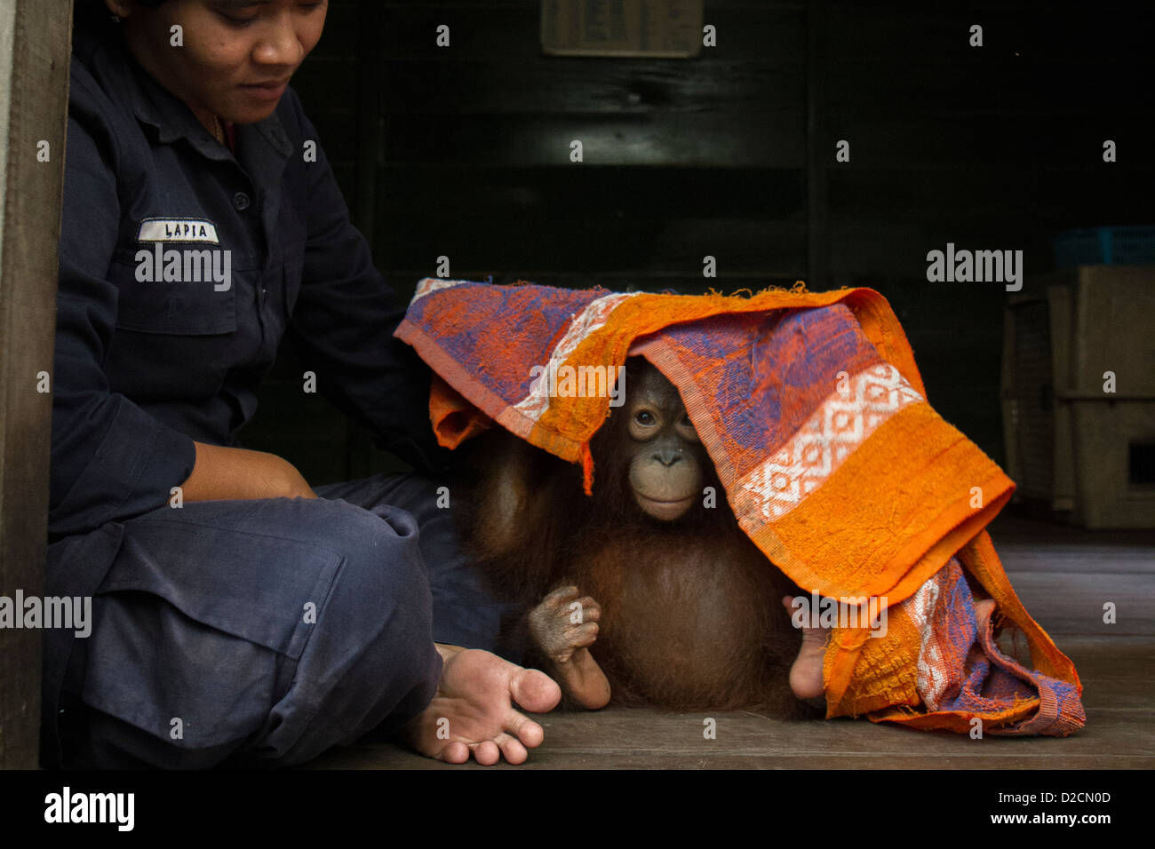 Orang-Utan (Pongo Pygmaeus) Kind spielen mit Handtuch, Orangutan Care Center, Borneo, Indonesien Stockfoto