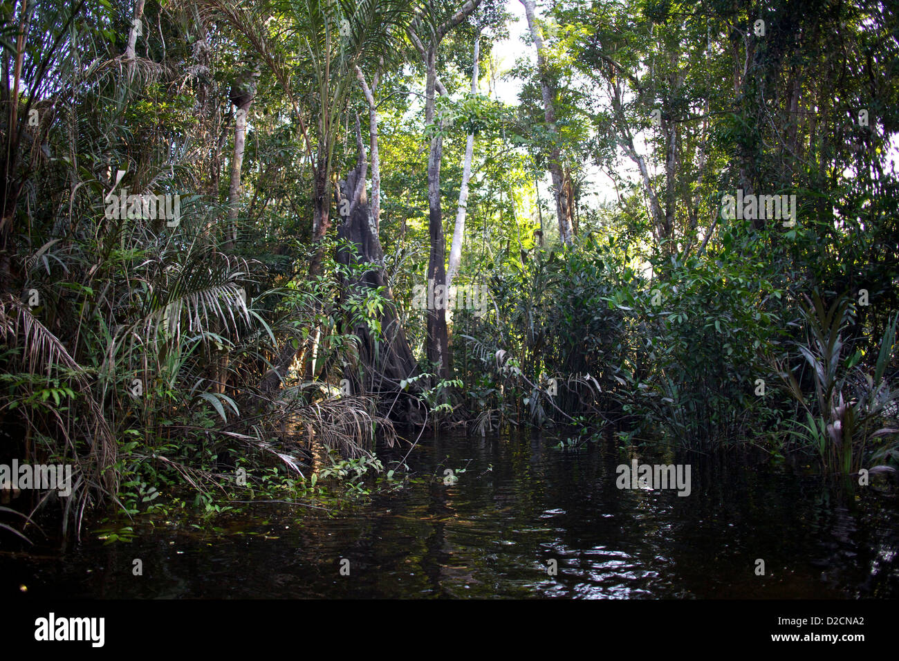 Dichter Amazonas-Regenwald mit Kapokbäumen (Ceiba pentandra), açaí-Palmen (Euterpe oleracea) und üppiger tropischer Vegetation, die sich im dunklen Flusswasser spiegelt Stockfoto