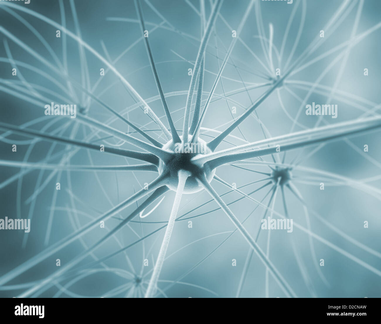 Die Nervenzellen im Gehirn und Nervensystem Stockfoto