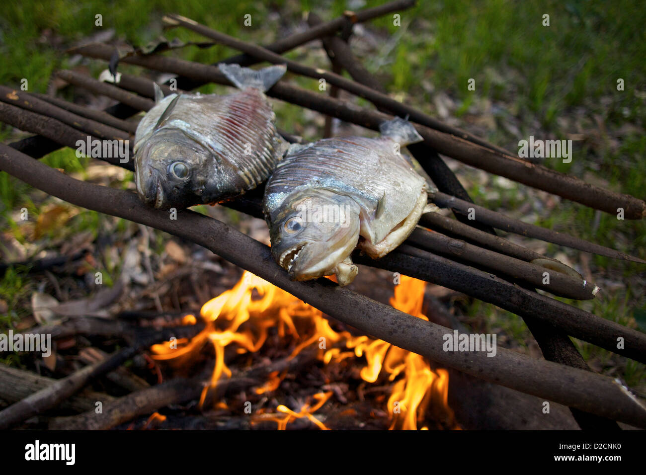 Gegrillte Amazonas-Piranhas (Pygocentrus nattereri), die auf einem rustikalen Holzgrill über offener Flamme gekocht werden und die traditionelle Küche im Amazonasgebiet zeigen Stockfoto