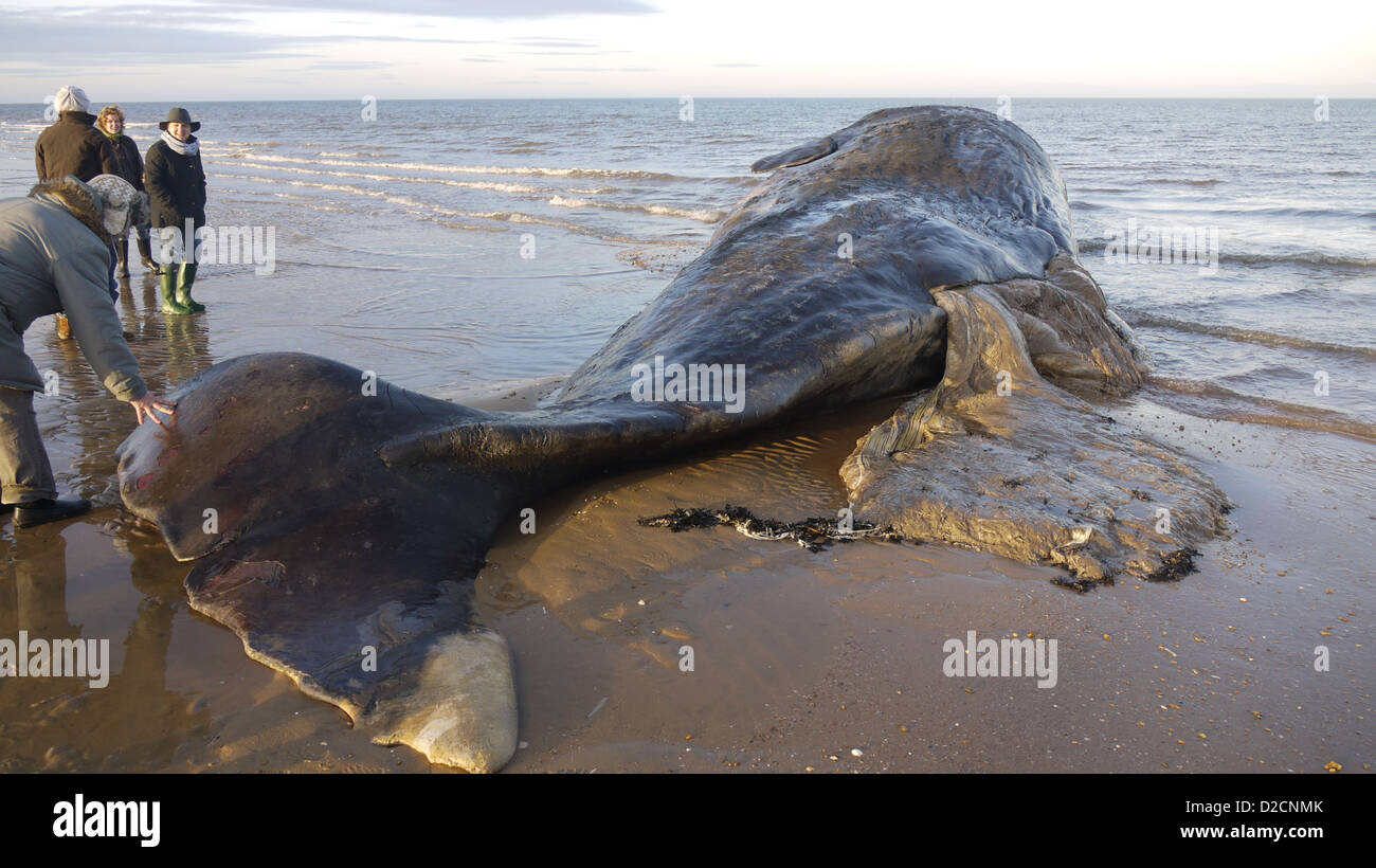 Gestrandeter Wal am Strand von Hunstanton Stockfoto