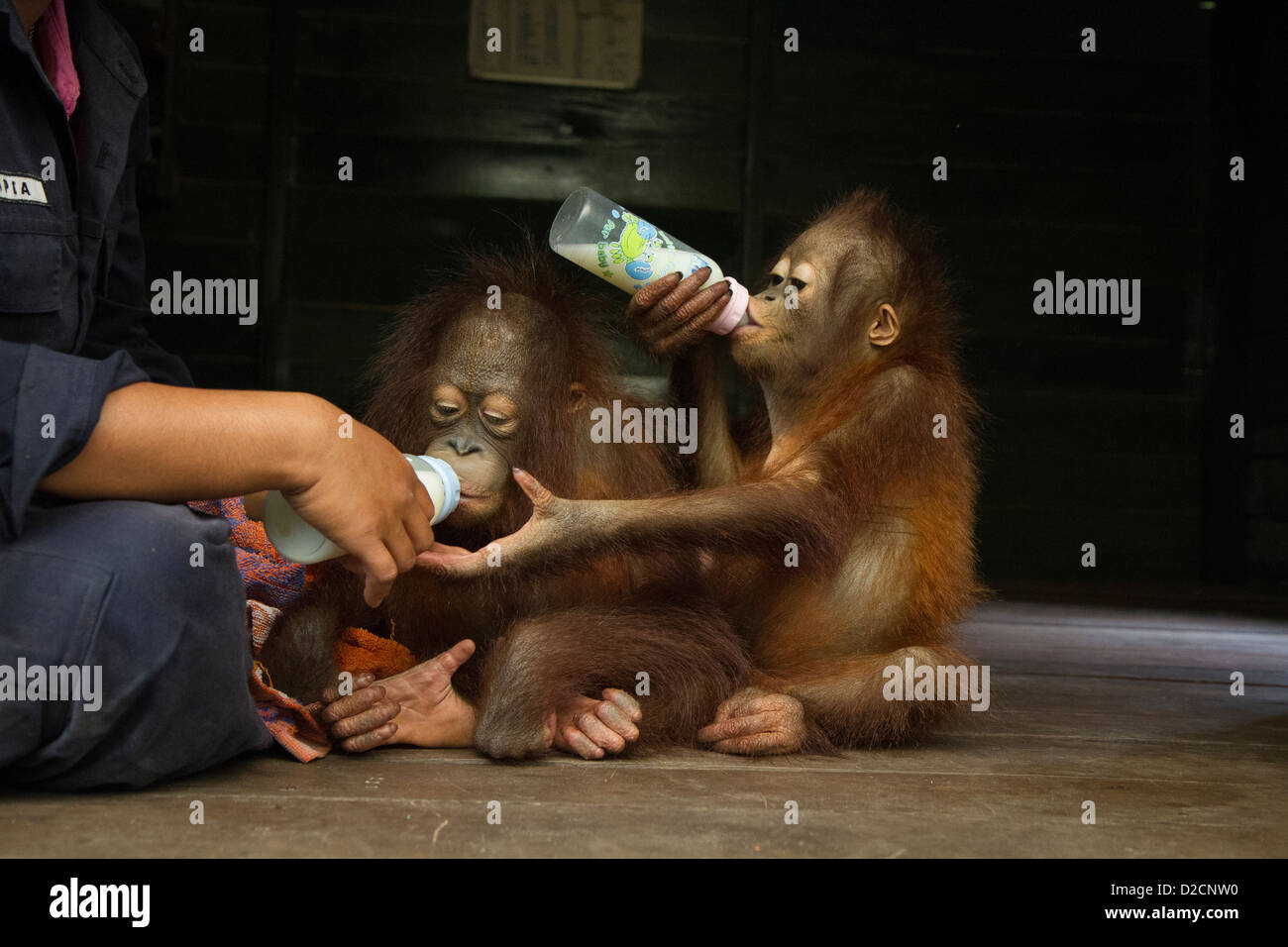 Orang-Utan (Pongo Pygmaeus) Verwalter Fläschchen zwei Kleinkinder, Orangutan Care Center, Borneo, Indonesien Stockfoto