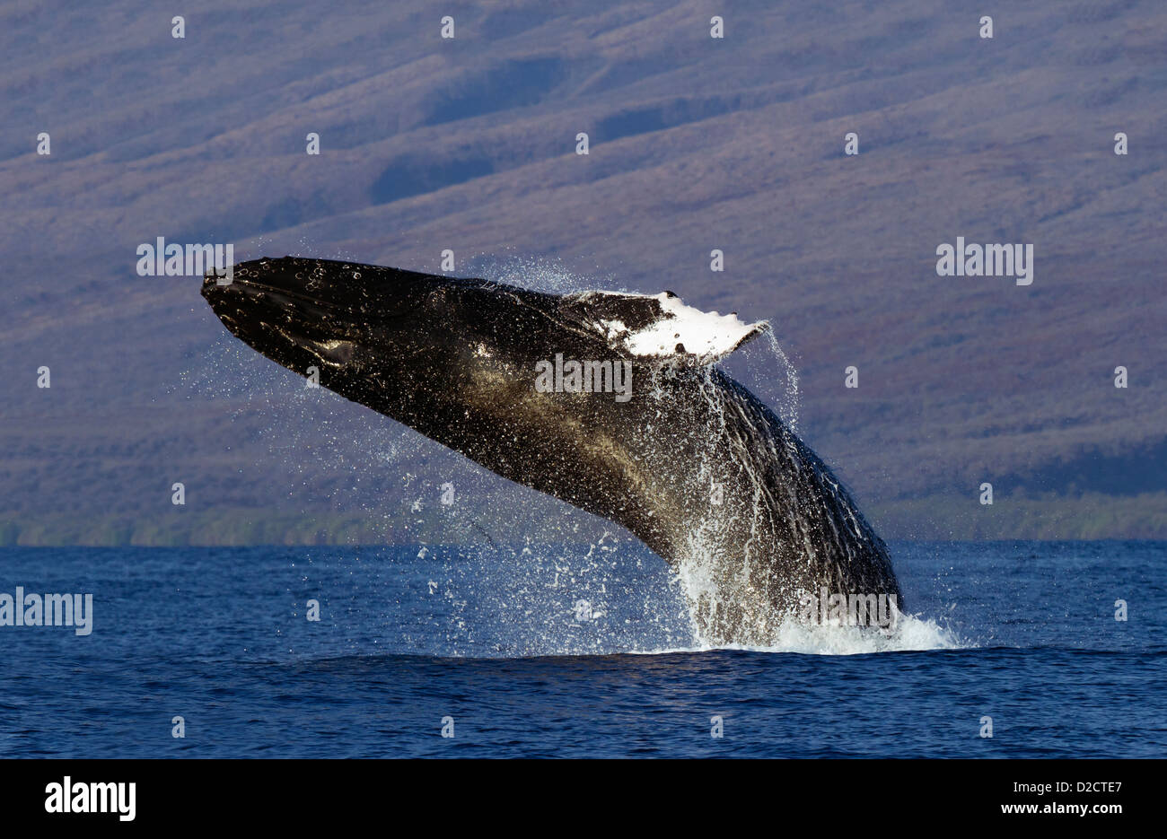 Verstöße gegen die Buckelwale in der Nähe der Insel Lanai, Hawaii. Stockfoto