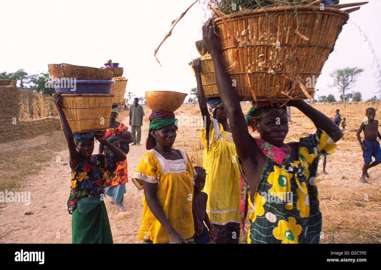 Frauen zurück in ihr Dorf mit Hirse und andere Kulturen. Mali Westafrika. Stockfoto