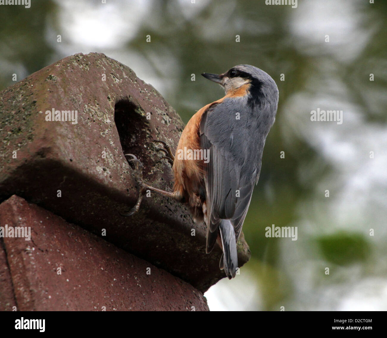 Europäische Kleiber (Sitta Europaea) posiert auf einem Nistkasten in einem Wald Stockfoto