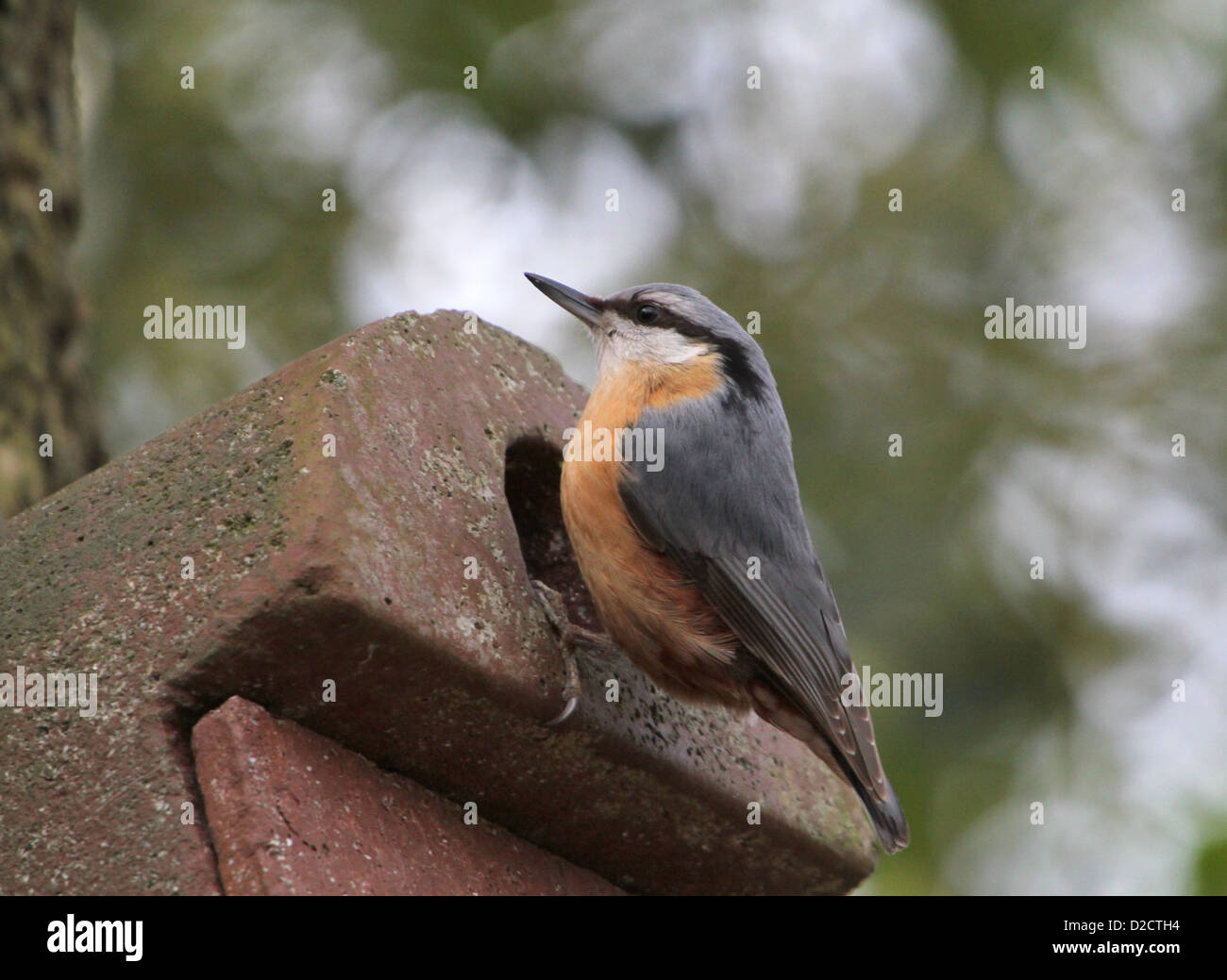 Europäische Kleiber (Sitta Europaea) posiert auf einem Nistkasten in einem Wald Stockfoto