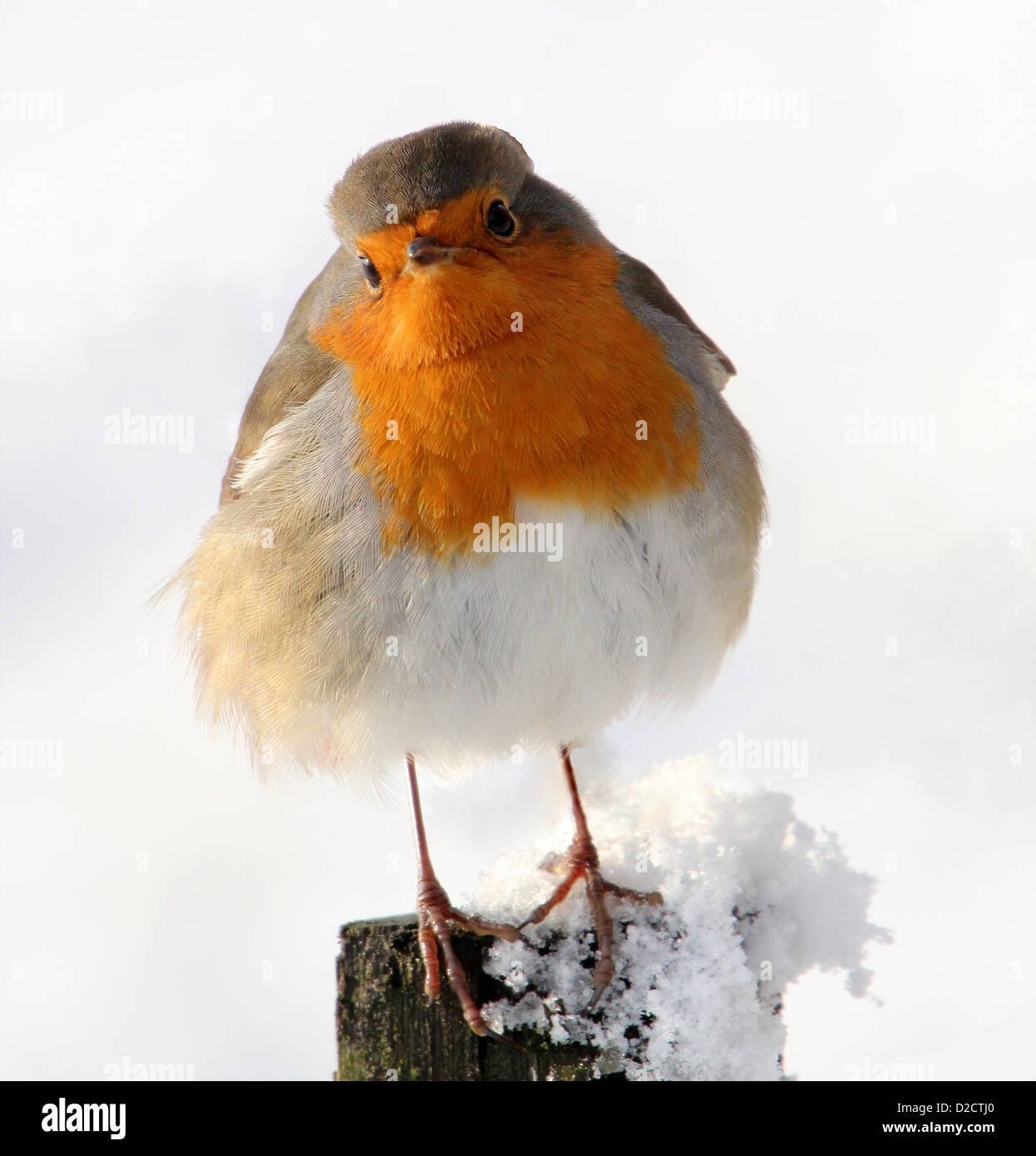 Nahaufnahme von einem Rotkehlchen (Erithacus Rubecula) posiert in der Sonne inmitten der winter Stockfoto