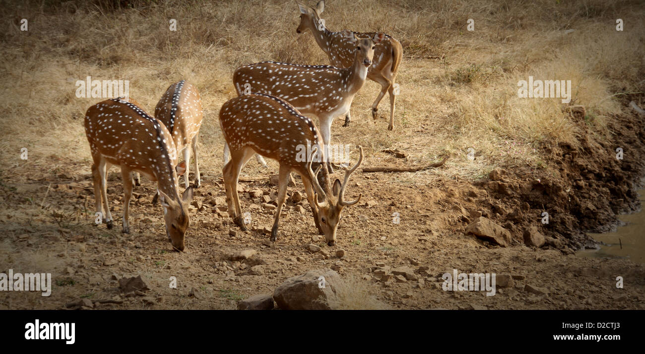 Hirsch in Ranthambhore National Park, Indien Stockfoto