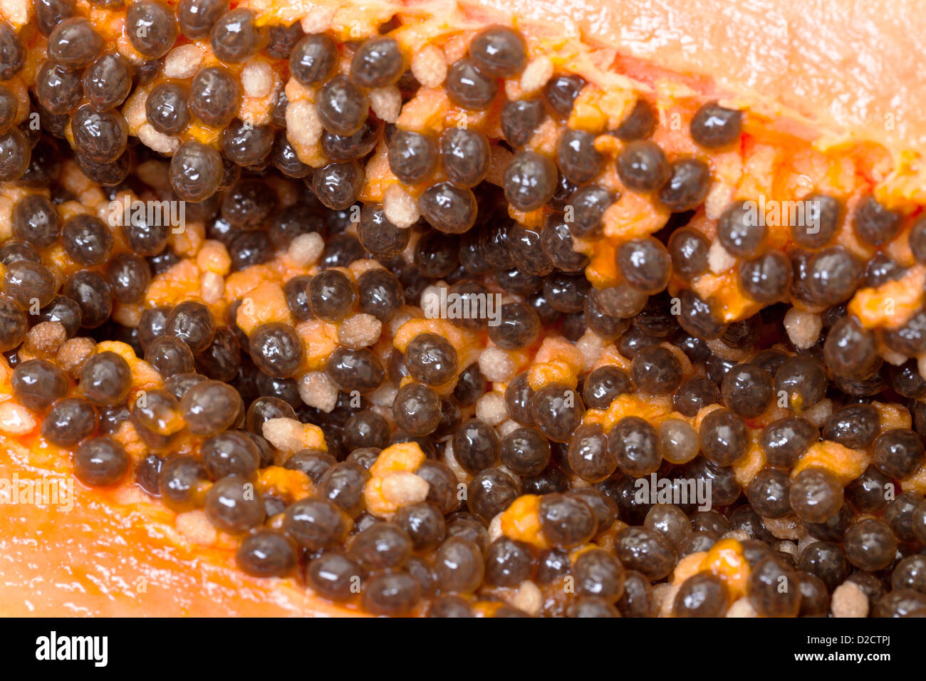 Samen frischer Papaya closeup Stockfoto